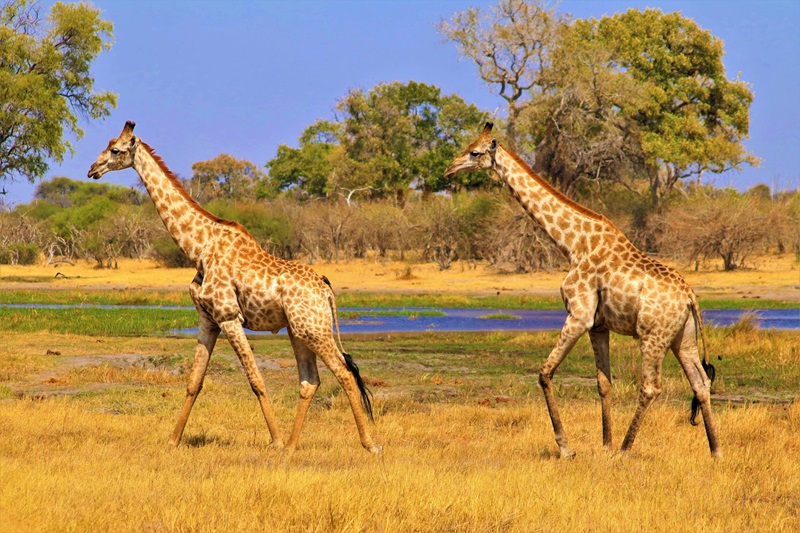 Des girafes se promènent dans un parc de Tanzanie