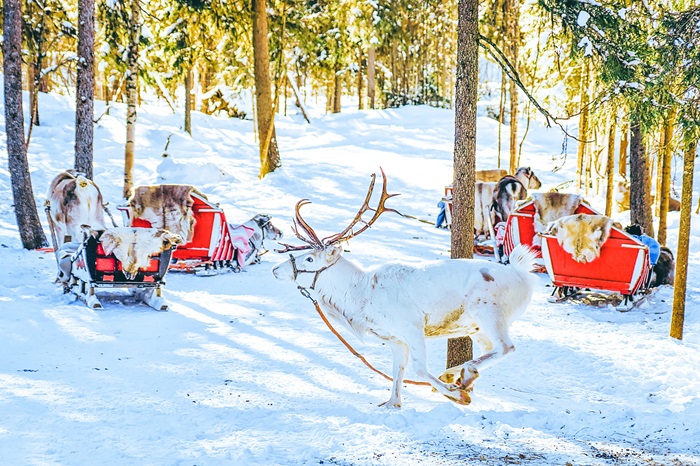 Renne blanc en Finlande en Laponie en hiver.